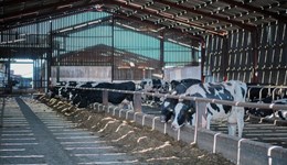 One year on: What’s the impact of tackling mastitis?